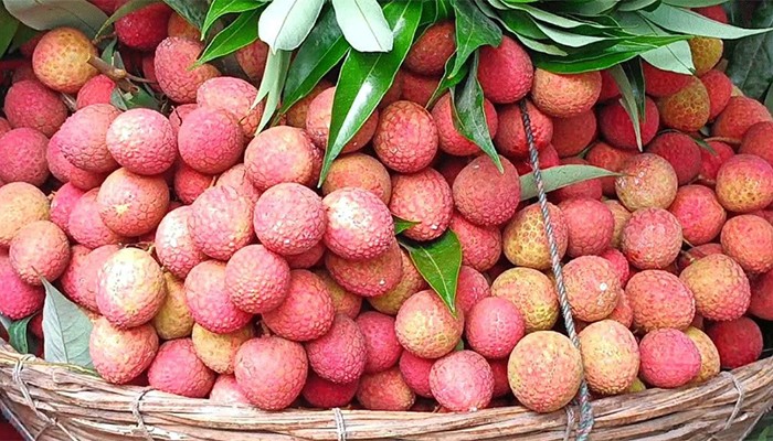 ​১ লিচুর দাম ১১ টাকা!