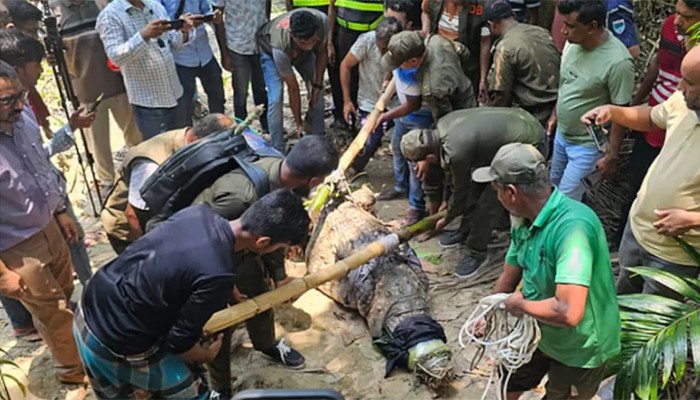 কুমির সরানোয় ক্ষোভ খাদেমের, মাজারের দিঘিতে ফিরিয়ে দেওয়ার দাবি
