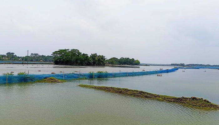 উপকূলে মাছ চাষে বিপর্যয়: পুঁজি হারিয়ে সর্বশান্ত চাষিরা