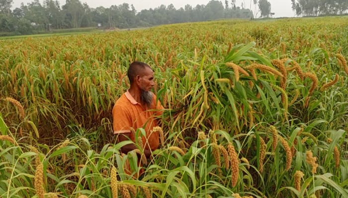 বগুড়ায় কাউনের বাম্পার ফলনে  হাসি নেই কৃষকের মুখে