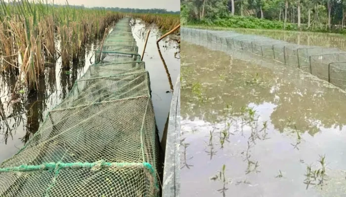 টাঙ্গুয়ার হাওরে চায়না দুয়ারি জালে মাছ নিধন