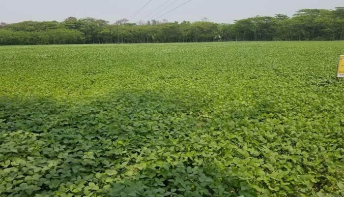 লক্ষ্মীপুরে সয়াবিনের বাম্পার ফলনে ৪০০ কোটি টাকা আয়ের সম্ভাবনা