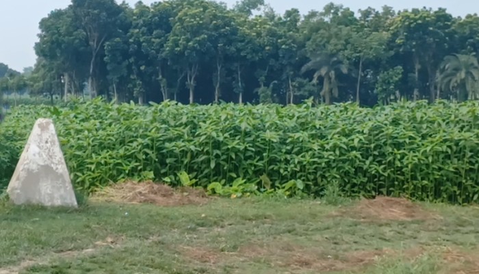 চুয়াডাঙ্গা ও কুড়িগ্রাম সীমান্তে ২০ জনকে পুশইন চেষ্টায় বিজিবির বাধা