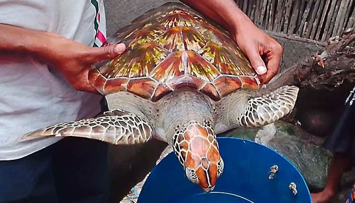 সাতক্ষীরায় জেলের জালে ধরা পড়ল বিরল প্রজাতির কচ্ছপ