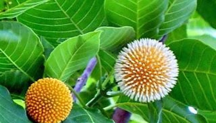আজ ১ আষাঢ়: বরষার প্রথম দিনে...