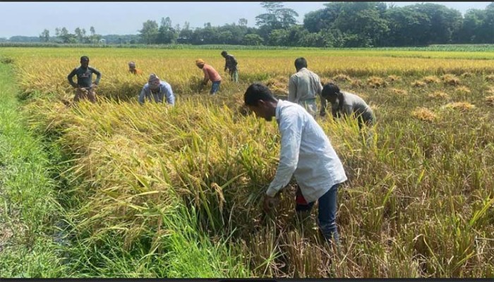 মুন্সীগঞ্জে বোরো ধানের বাম্পার ফলন