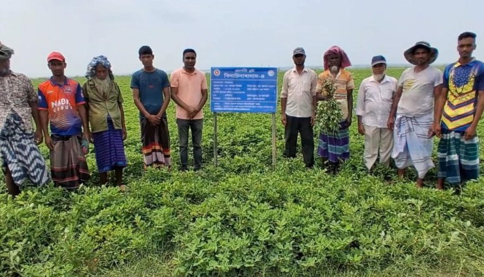 পদ্মার দুর্গম চরে চীনা বাদামের ‘বাম্পার’ ফলন