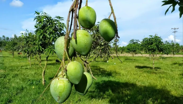 আমের দামে হতাশ চাষি: আনুষ্ঠানিকভাবে বাজারে এলো রংপুরের হাঁড়িভাঙা