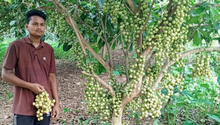 বাবার গড়া বাগানে আলিফের ভাগ্য বদল