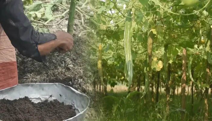 পরিবেশবান্ধব কৃষিতে ঝুঁকছেন চাষি