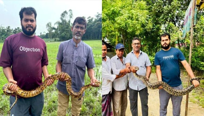 শ্রীমঙ্গলে দুটি অজগর উদ্ধার