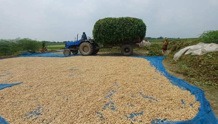পদ্মার চরে সবুজ বিপ্লব: বাদাম চাষে সফল চাষিরা