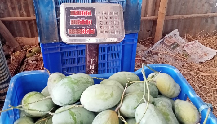 আমে ক্ষতি ২ হাজার কোটি: ঢলন প্রথায় ডুবছে চাষি
