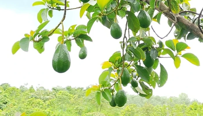 বান্দরবানে চাষ হচ্ছে ম্যাক্সিকোর ফল অ্যাভোকাডো
