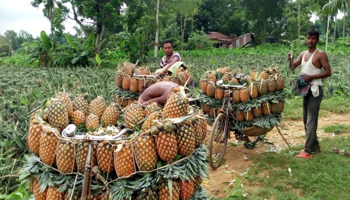 রসে ভরা মধুপুরের আনারসের সুনাম সারাদেশে