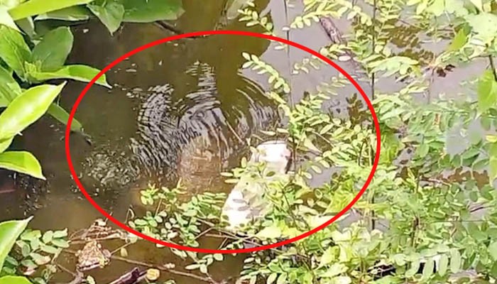 চাঁদপুরে দুই মাস ধরে গ্যাস পাইপে লিকেজ, আতঙ্কে এলাকাবাসী
