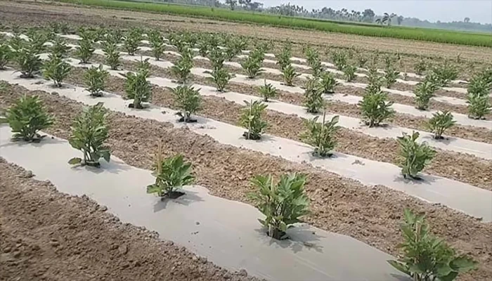 মালচিং পদ্ধতিতে বদলে যাচ্ছে শিবচরের কৃষি