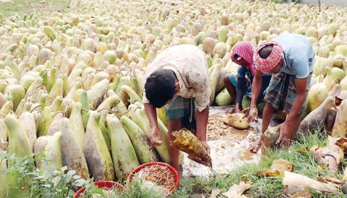 সাধের লাউ বানাইছে ওদের কোটিপতি!