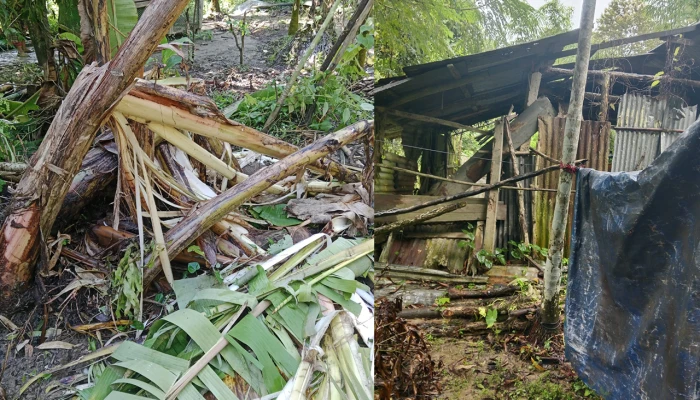 বনের হাতি লোকালয়ে, চরম আতঙ্কে কাপ্তাইবাসী