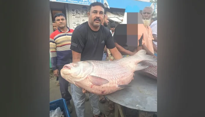 পদ্মার ৩৫ কেজির কাতল বিক্রি ৭৩ হাজার ৫০০ টাকায়