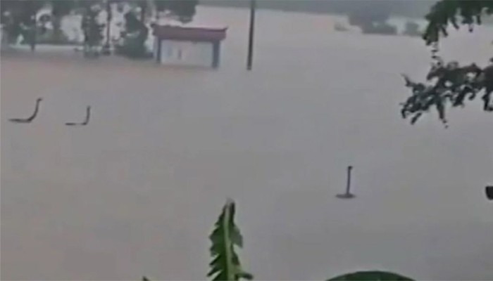 ​বন্যায় তলিয়েছে সাপের খামার, ছড়িয়ে পড়েছে ৯০০ বিষধর সাপ