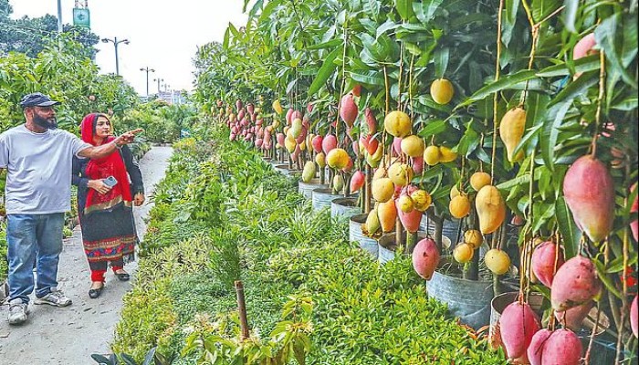 থোকায় থোকায় ঝুলছে রঙিন আম!