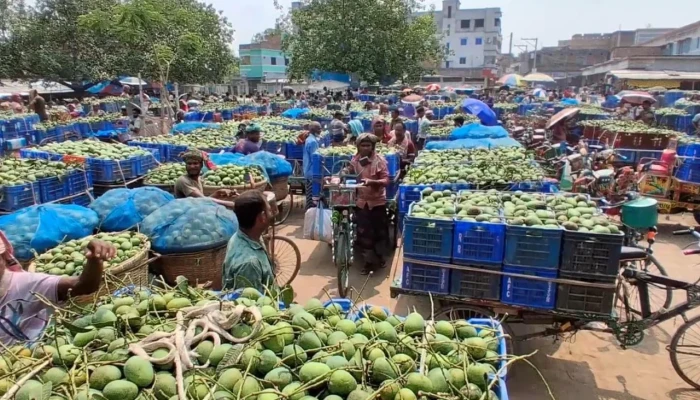 চাঁপাইনবাবগঞ্জে ২ হাজার কোটি টাকার বেশি আম উৎপাদন