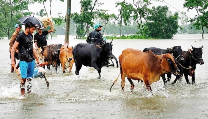 হবিগঞ্জে বন্যায় শত কোটি টাকার ক্ষতি