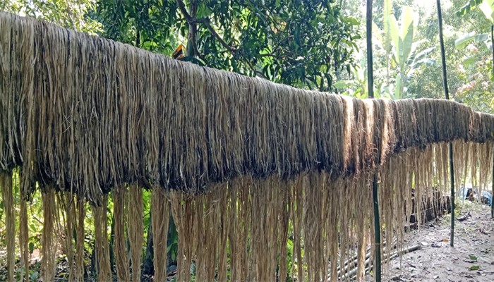 ​নাগরপুরে পাটের সোনালি আঁশে সাফল্যের হাতছানি