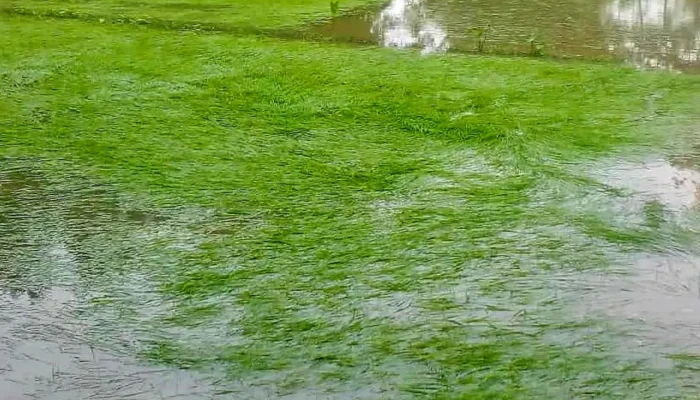 বাউফলে আমন বীজতলা নিমজ্জিত, কৃষকের স্বপ্নভঙ্গ