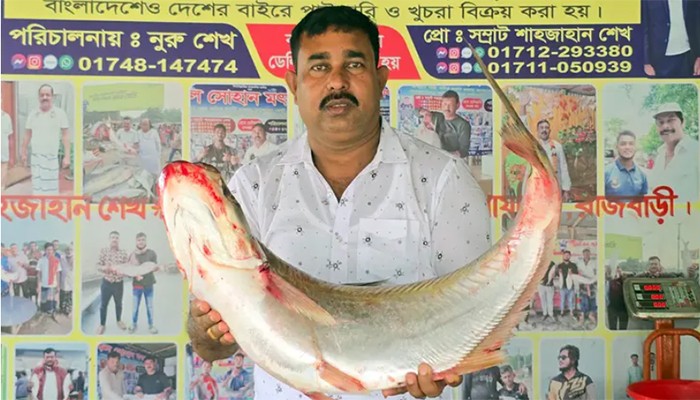 পদ্মার এক ঢাই মাছ ৫৯ হাজারে বিক্রি