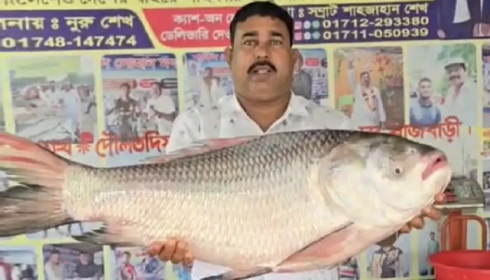 দৌলতদিয়ায় ১৭ কেজির কাতল বিক্রি ২৭ হাজার টাকায়