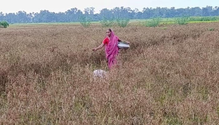মরিচ ক্ষেতের সর্বনাশ: বাজারে বাড়ছে দাম