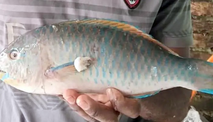 ​বঙ্গোপসাগরে ধরা পড়লো বিরল ‘ধোফার প্যারটফিশ’
