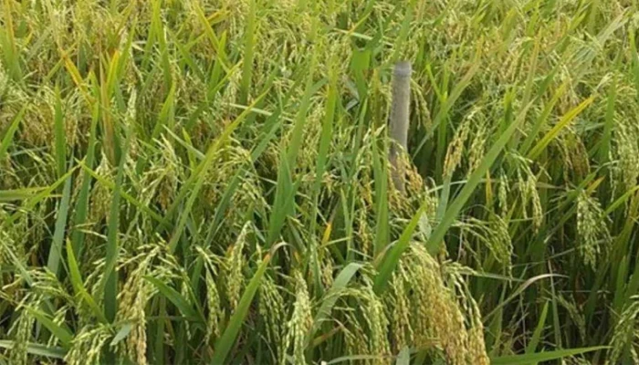 হাওরের কৃষকদের জন্য সুখবর
