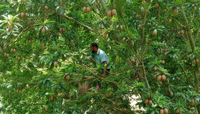 সবেদা ফল চাষে বাড়ছে বাণিজ্যিক সম্ভাবনা