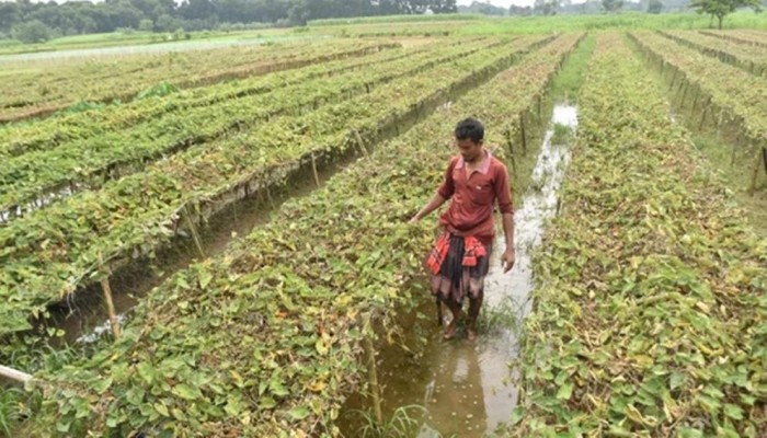 বৃষ্টিতে ক্ষতিগ্রস্ত সবজি খেত, দাম বেড়েছে তিনগুণ