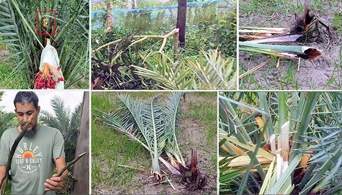 উদ্যোক্তা মোজাহিদুলের সৌদি খেজুরের বাগানে তাণ্ডব