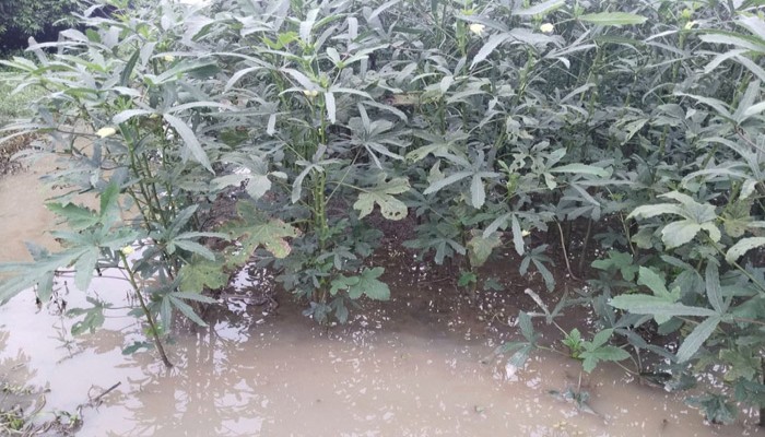 ঈশ্বরদীতে অতি বৃষ্টিতে প্লাবিত ফসলের মাঠ