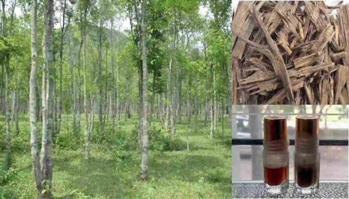 পাহাড়ে আগর চাষ: বাড়ছে রপ্তানি