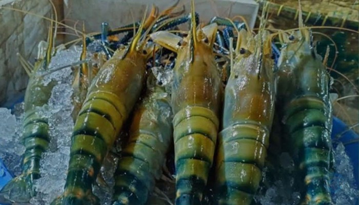 হিমায়িত চিংড়ি খাতে বাড়ছে সংকট