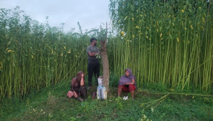 পাটক্ষেতেই কাটে ওদের জীবন!