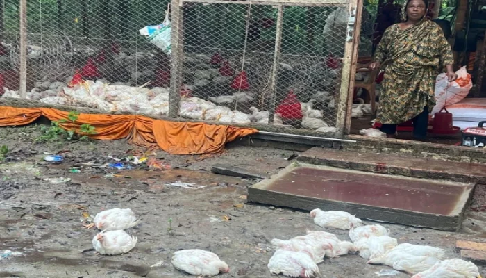 খামারে নেই বিদ্যুৎ : ৪০০ মুরগির মৃত্যু, দিশেহারা উদ্যোক্তারা
