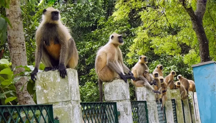 মেহেরপুরে খাদ্য সংকটে লোকালয়ে হনুমানের দল