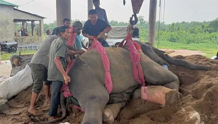 ​গাজীপুর সাফারি পার্কে দুই হাতির মৃত্যু