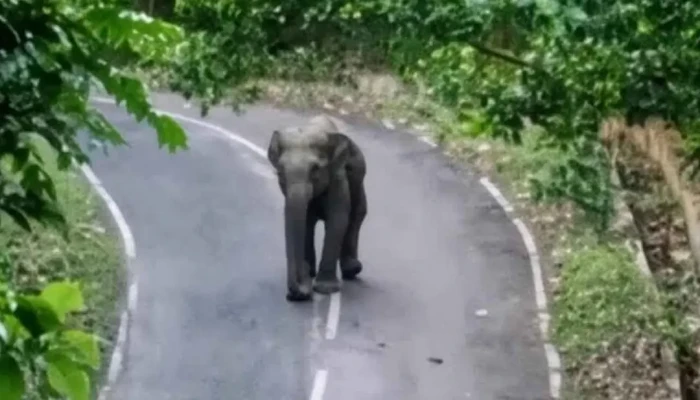 সড়কে বন্যহাতির ঝুঁকিপূর্ণ চলাচল