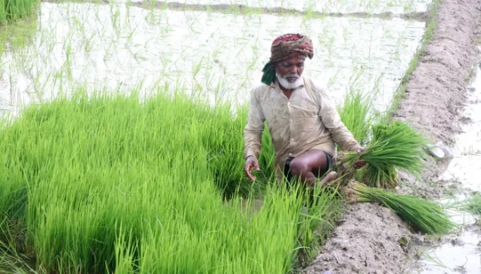 সংকটে উত্তরের চাষাবাদ: ১৩৫০ টাকার সার কিনতে হচ্ছে ১৭০০ টাকায়