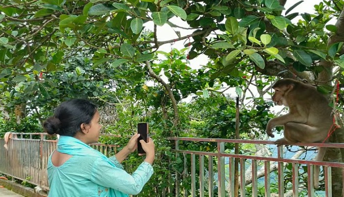 বানরের ছবি তুলে ফি না দিলে ক্ষেপে যায় ওরা!