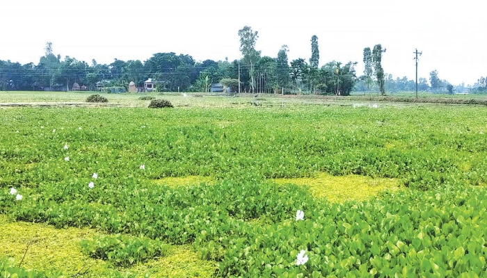 সুন্দরগঞ্জে আমন চাষে খরচ বাড়াচ্ছে কচুরিপানা