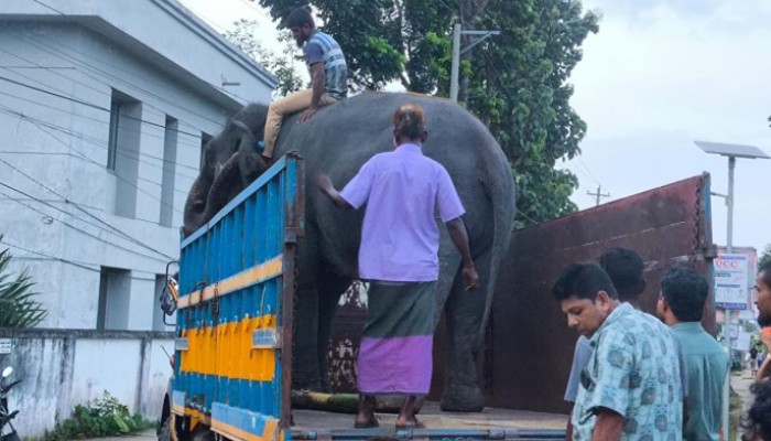 সাফারি পার্কে ফিরল ‘নিহার কলি’ ও ‘সম্রাট বাহাদুর’